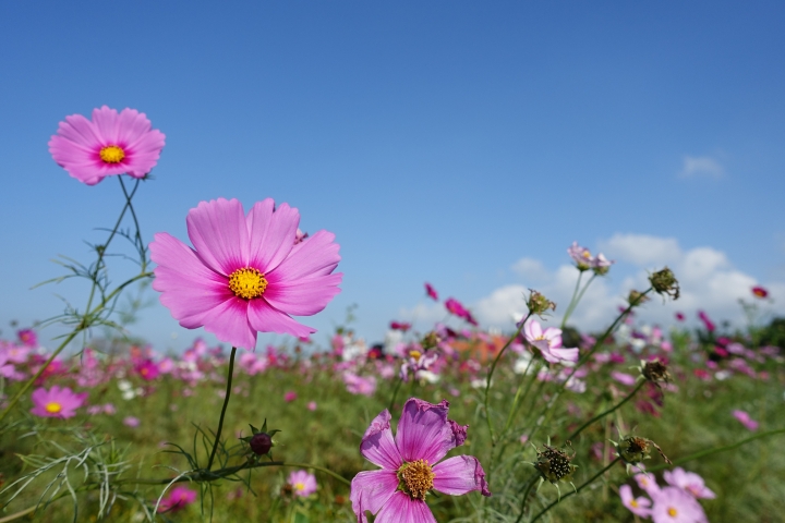 心花怒放之桃園花彩節行