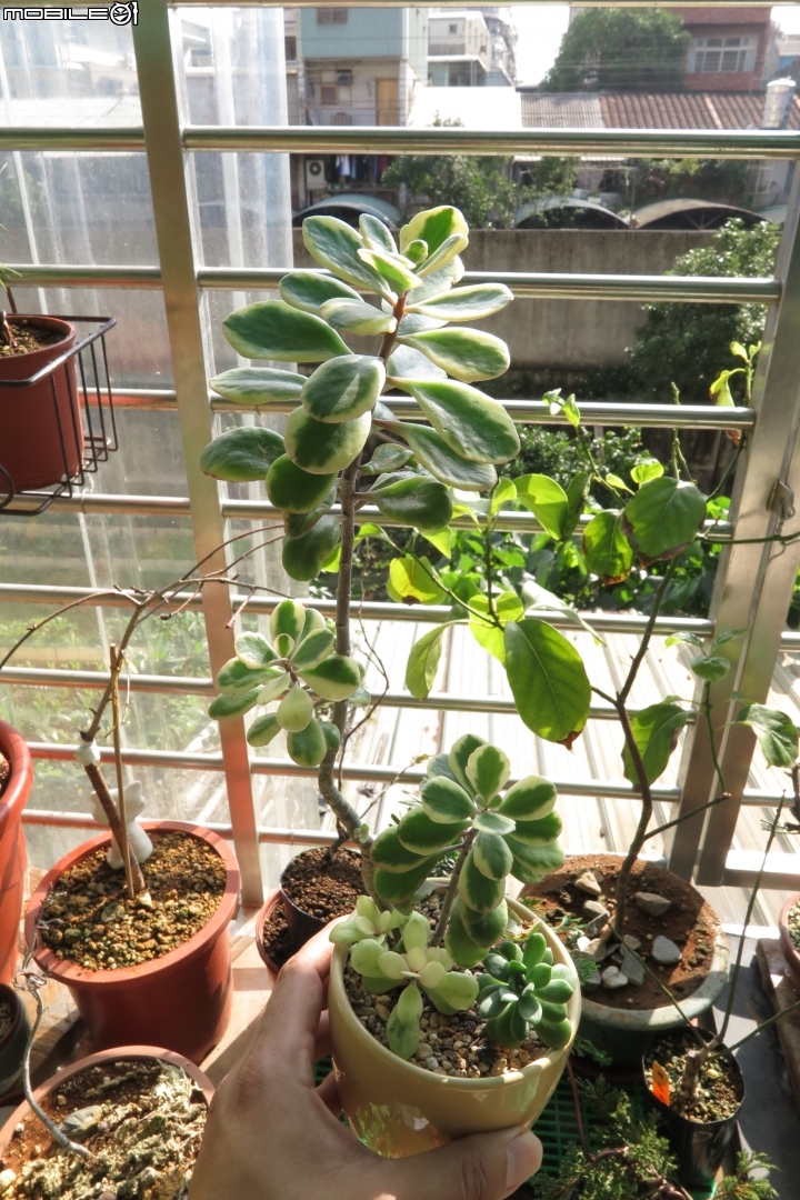 新手問一下多肉名?