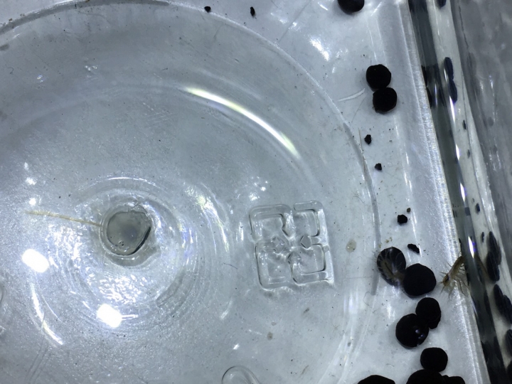 請問關於魚缸內的小蟲(昆蟲類)