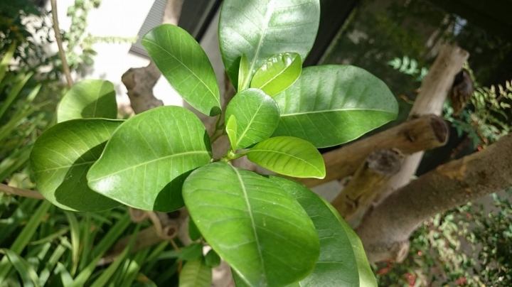 請問各位植物達人這棵是什麼樹呢?