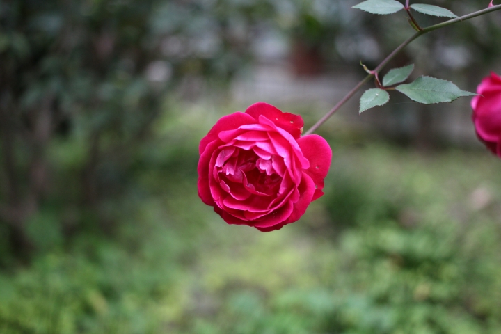 [開箱]CANON EF-S 24MM F2.8與心得、實拍