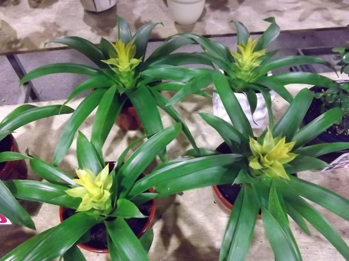 學習相機之自定白平衡
