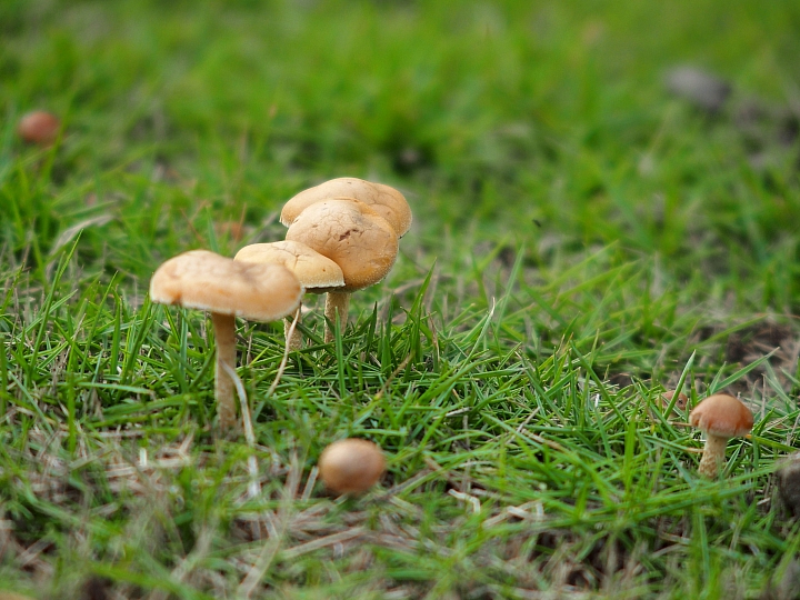 Stylus 1記錄連日大雨後的草地蕈菇