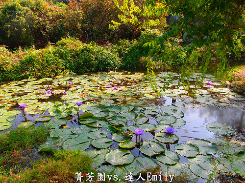 【彰化田尾】:菁芳園庭園餐廳,觀賞落羽松正當令,半自助Buffet0吃到飽