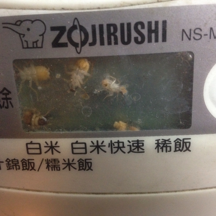 電鍋面板跑進蟑螂