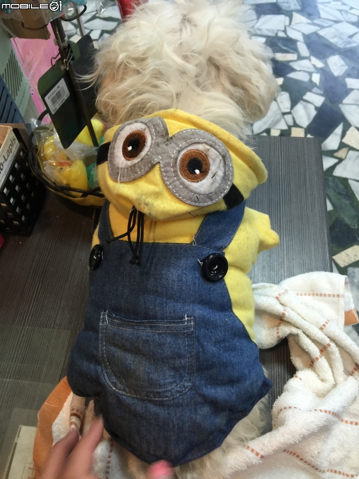 台南新化大智路救到一隻馬爾濟斯