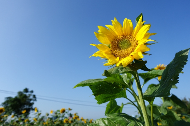 心花怒放之桃園花彩節行