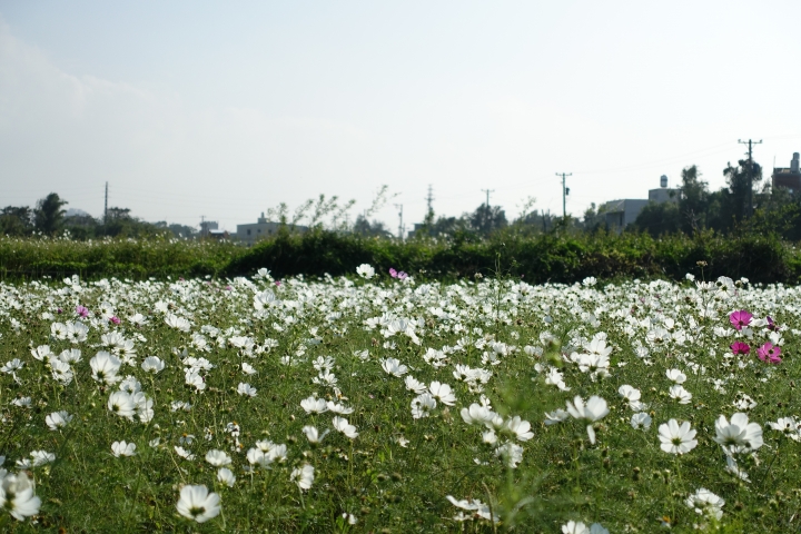 心花怒放之桃園花彩節行