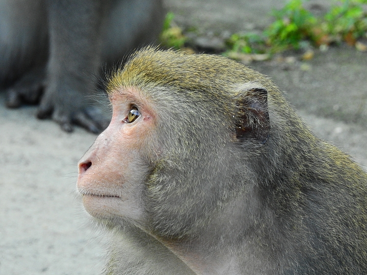 Nikon P900的獅子、白老虎、大象及許多動物。