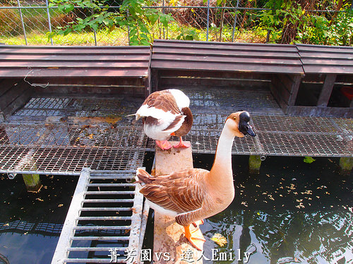 【彰化田尾】:菁芳園庭園餐廳,觀賞落羽松正當令,半自助Buffet0吃到飽