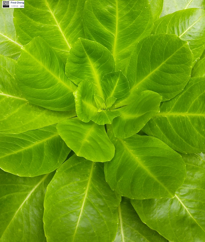 煙火~LG G4 & V10 精選作品-(第26批圖)