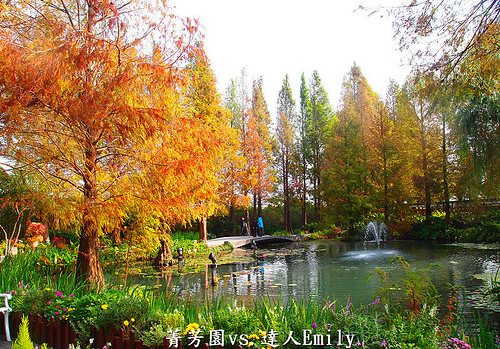【彰化田尾】:菁芳園庭園餐廳,觀賞落羽松正當令,半自助Buffet0吃到飽