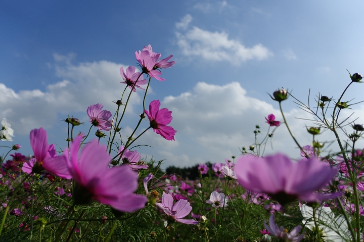 心花怒放之桃園花彩節行