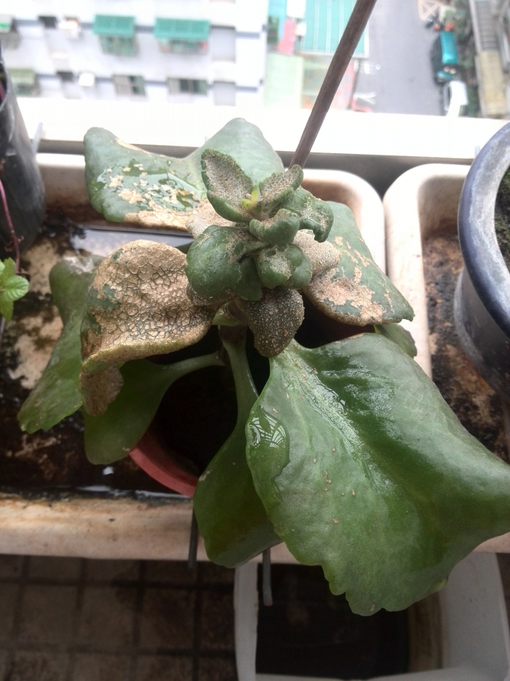 請教植物名稱