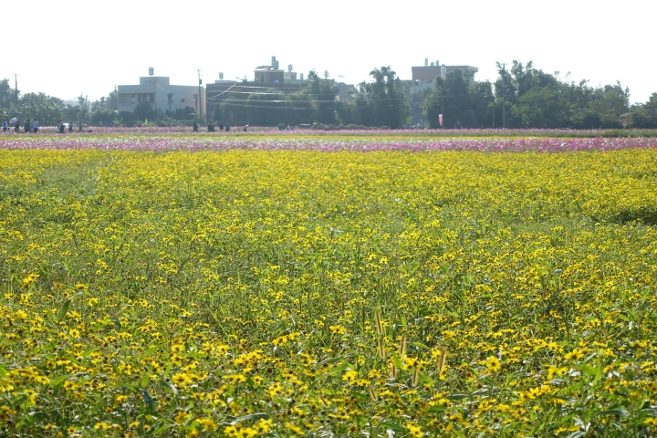 心花怒放之桃園花彩節行