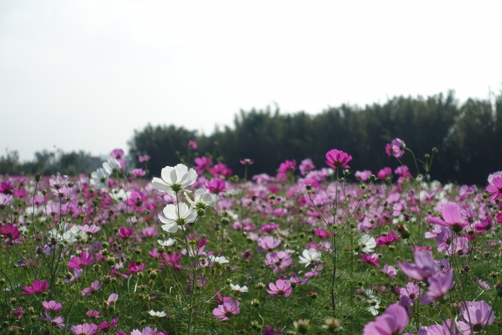 心花怒放之桃園花彩節行