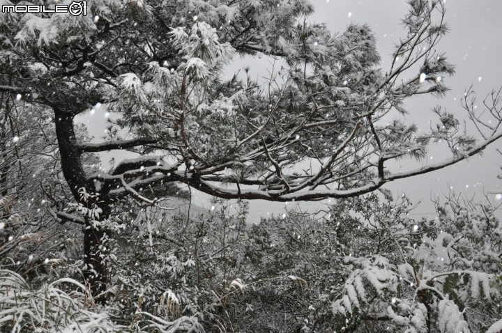 2016 年初的百年汐止大雪與小納納！