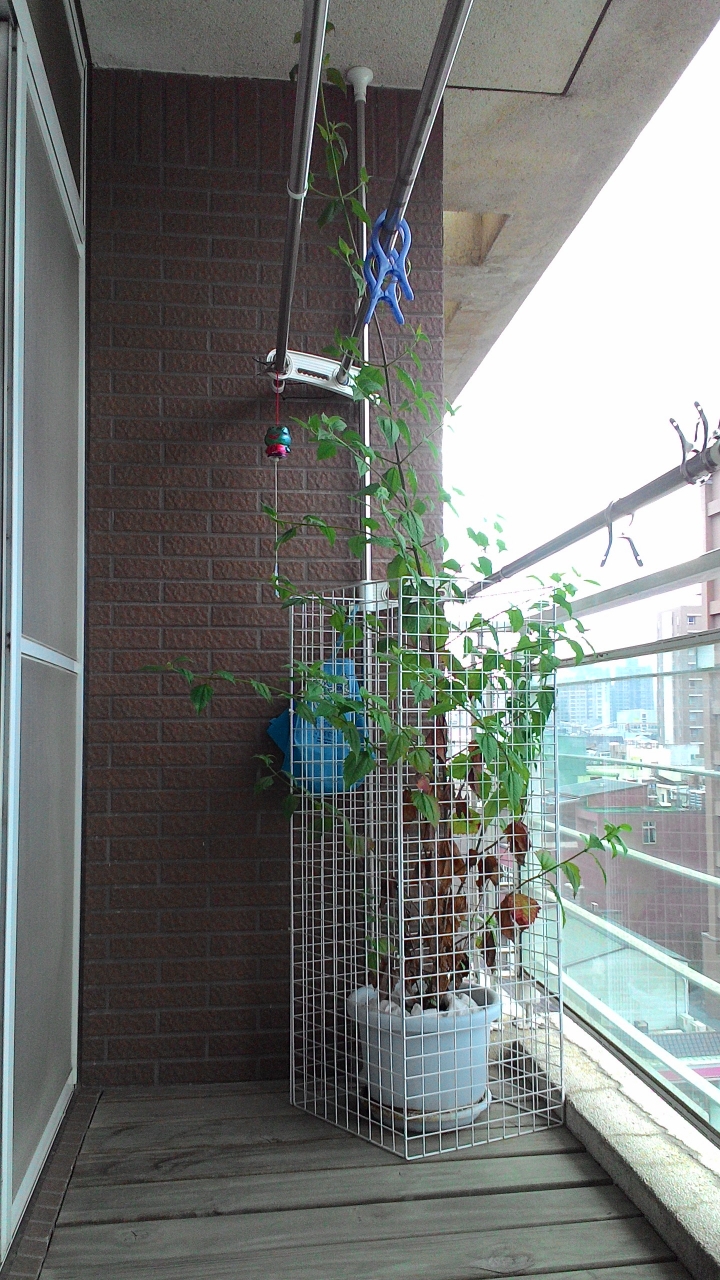 請問植物品種?
