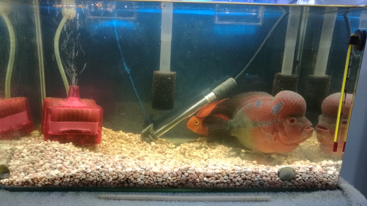 羅漢魚+朱文錦+一堆蝦~如圖01/13更新~