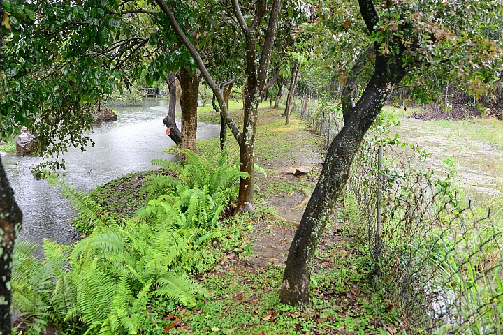 在陽光下、在雨中、在兩者之間，里港大茉莉紙磚屋提供閒情。