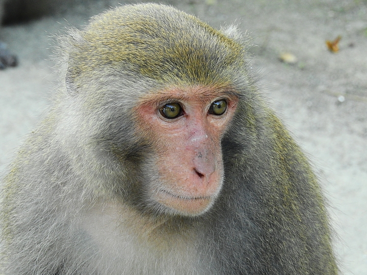 Nikon P900的獅子、白老虎、大象及許多動物。