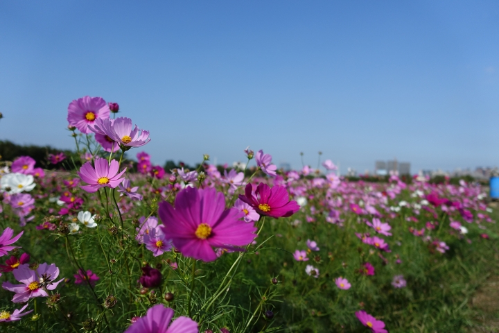 心花怒放之桃園花彩節行
