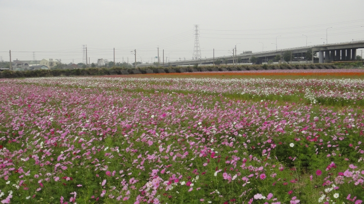 2016-01-02望高寮、磺溪書院、麗水漁港 消化特休假拼命玩之五