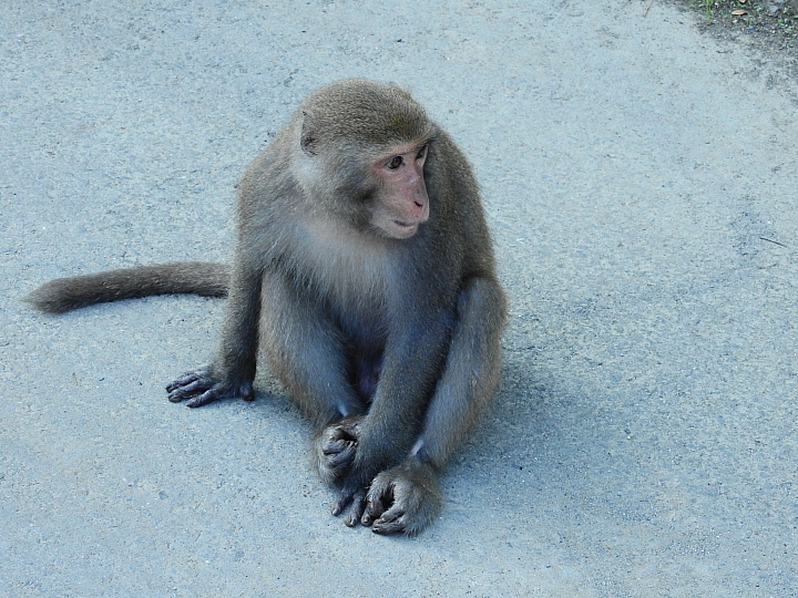 Nikon P900的獅子、白老虎、大象及許多動物。
