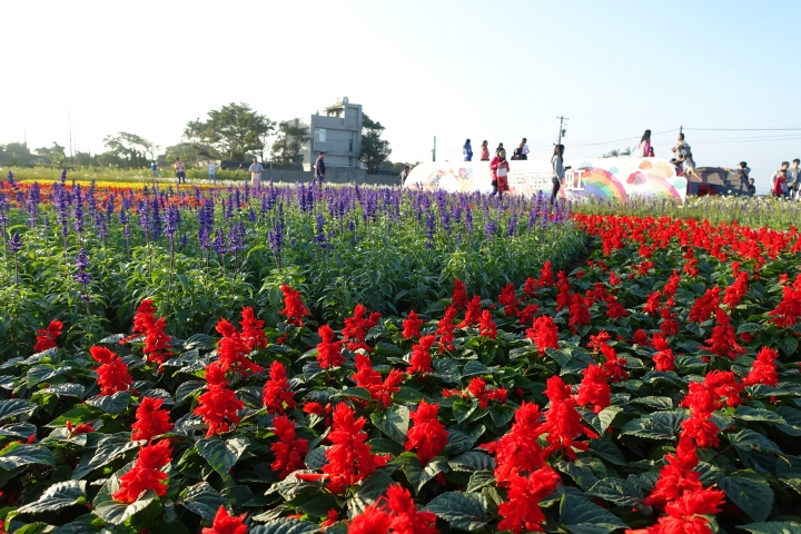 心花怒放之桃園花彩節行