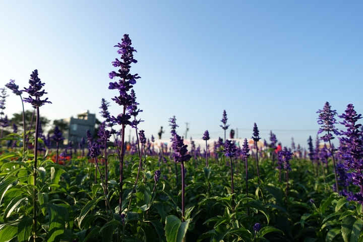 心花怒放之桃園花彩節行