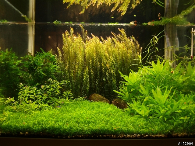 請問 日本珍珠草 矮珍珠 迷你矮珍珠的分別差在哪?