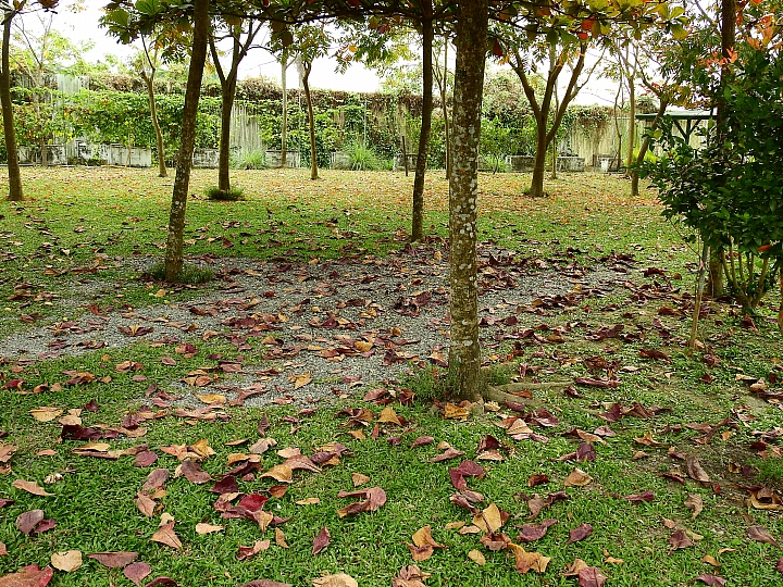 在陽光下、在雨中、在兩者之間，里港大茉莉紙磚屋提供閒情。