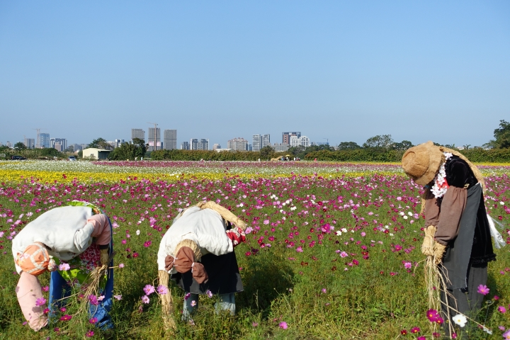 心花怒放之桃園花彩節行