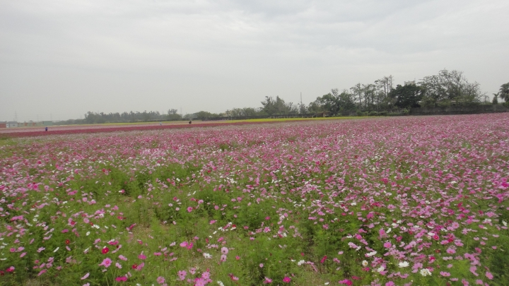 2016-01-02望高寮、磺溪書院、麗水漁港 消化特休假拼命玩之五