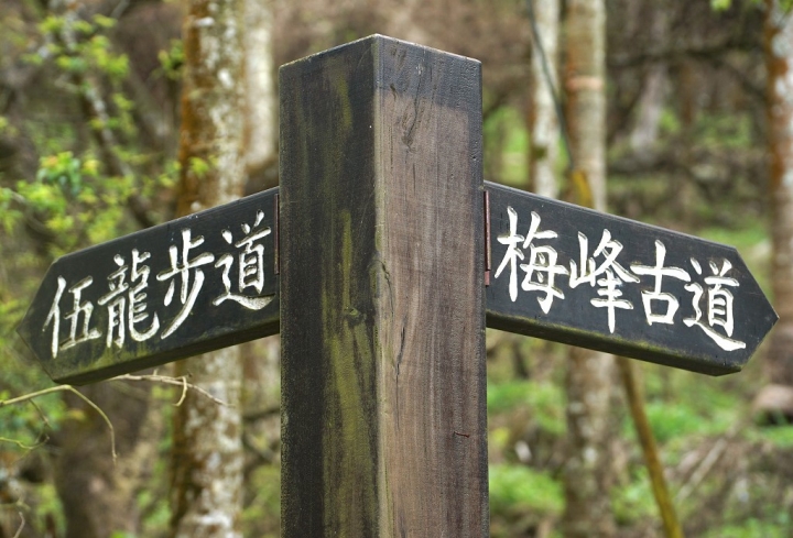 [台南][楠西區] 乙未年末 梅嶺弄梅