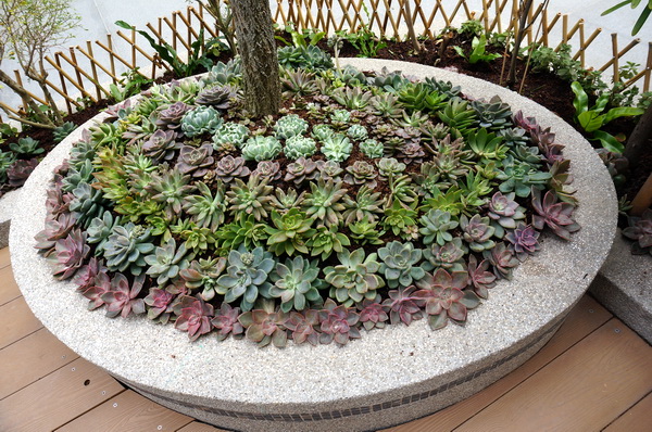新家的小花園