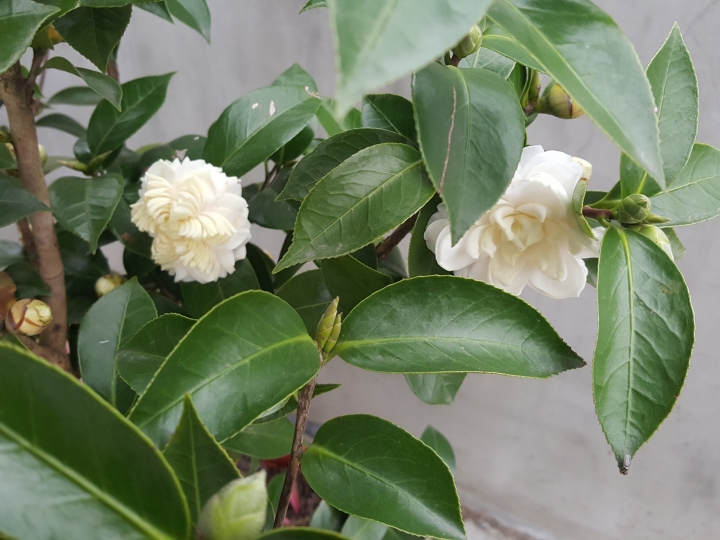 茶花 花型的問題