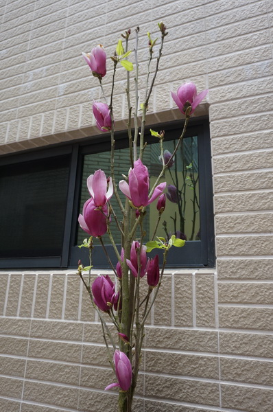 新家的小花園