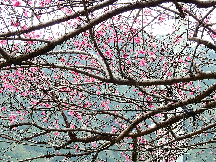 Nikon P900紀錄2016年霧台櫻花季(2月20日、22日、26日、3月1日更新櫻王花況)