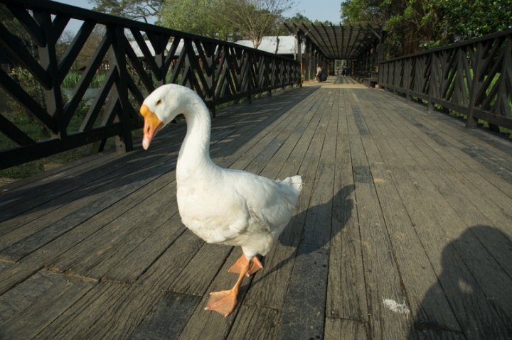 A6000+ LA-EA2+A接環鏡頭