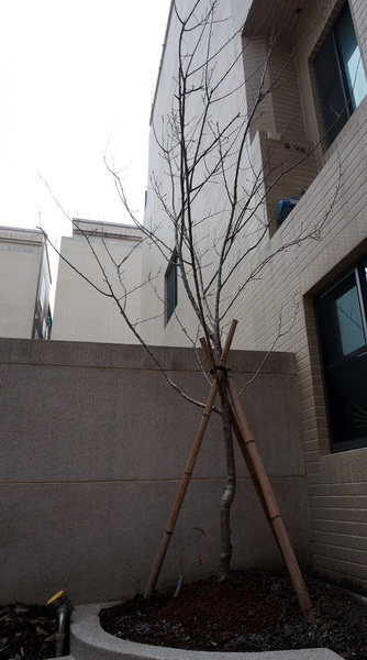 新家的小花園