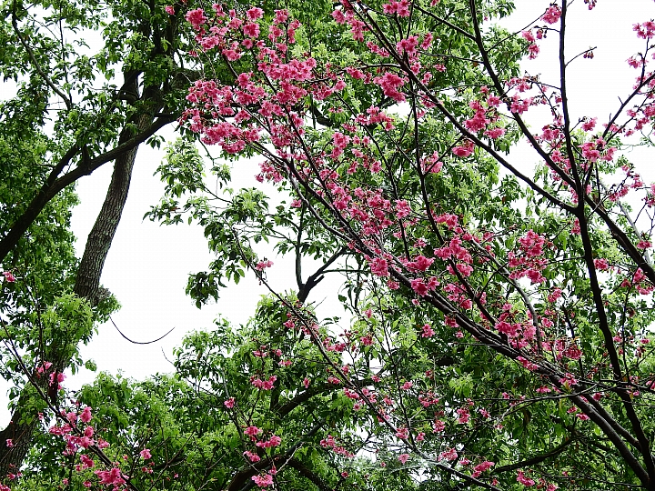 Nikon P900紀錄2016年霧台櫻花季(2月20日、22日、26日、3月1日更新櫻王花況)