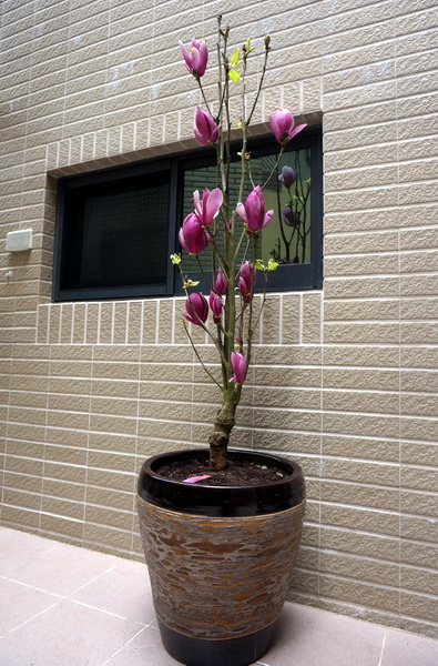 新家的小花園