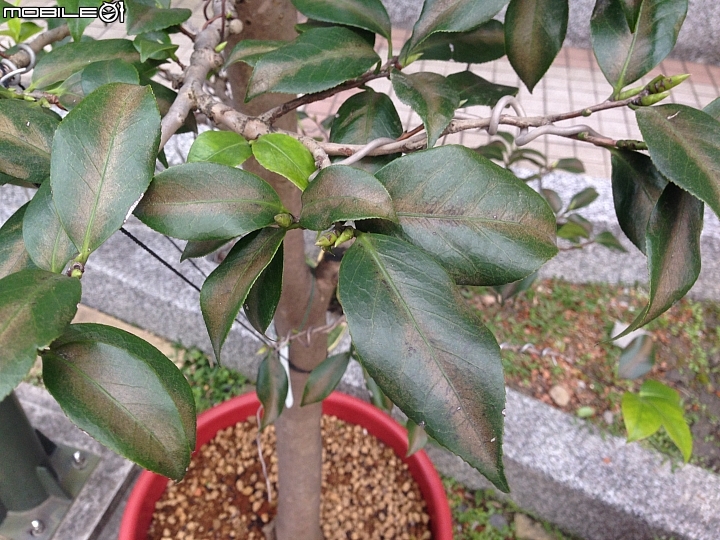 請教茶花的疾病