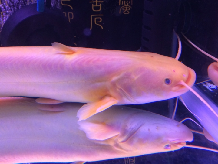 白子鯰魚????