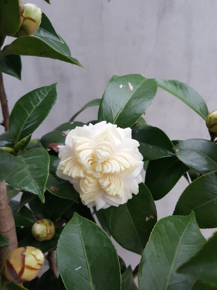 茶花 花型的問題