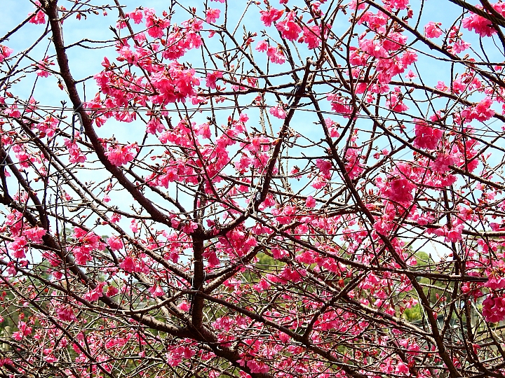 Nikon P900紀錄2016年霧台櫻花季(2月20日、22日、26日、3月1日更新櫻王花況)