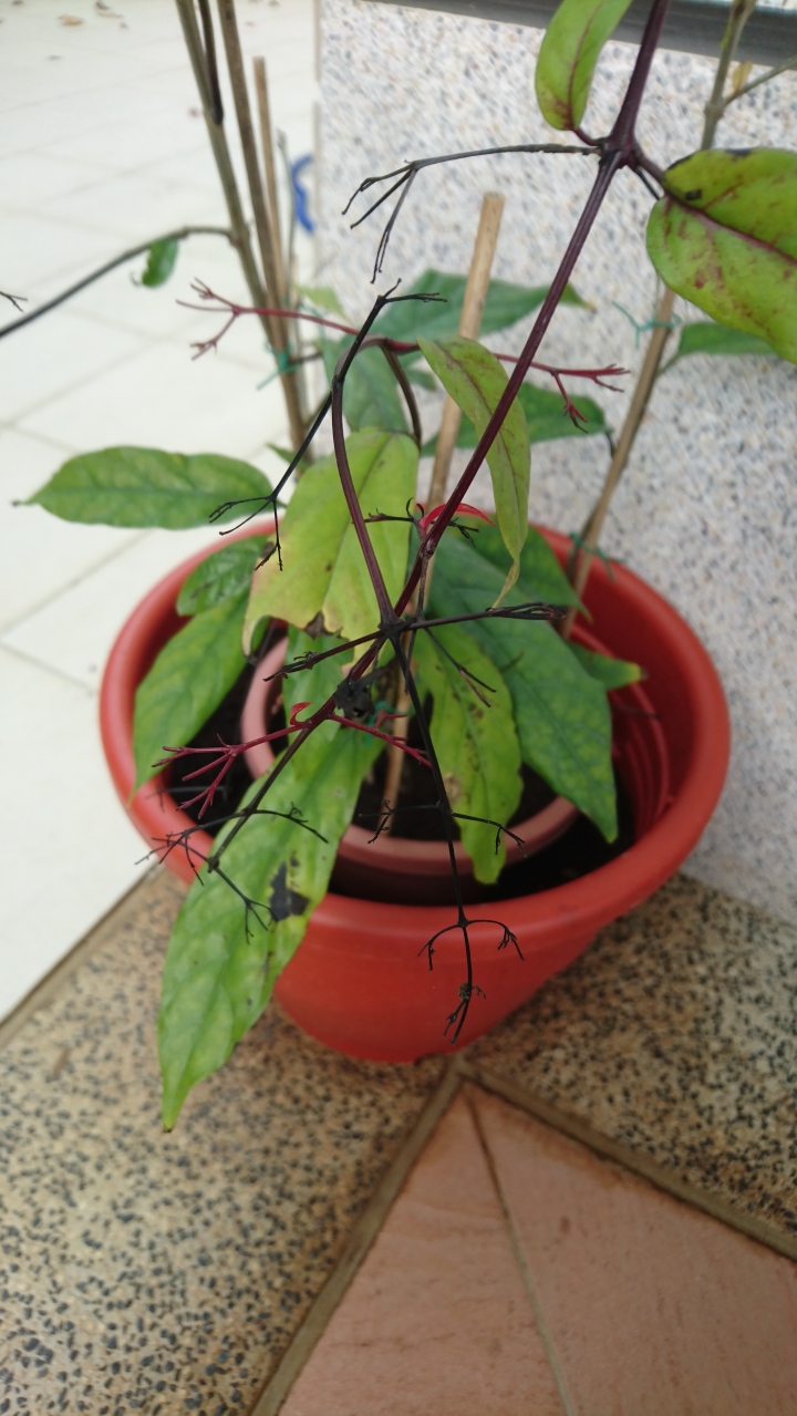 請問我的垂枝茉莉怎麼了.....