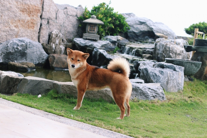 分享台東雲海灣寵物友善民宿經驗，獨立日式花園與超大海景浴缸。