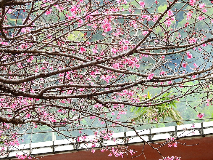 Nikon P900紀錄2016年霧台櫻花季(2月20日、22日、26日、3月1日更新櫻王花況)